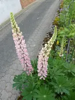 P1070815.webp