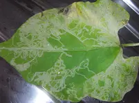 RIMG3685.webp
