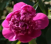 Pfingstrose 140519.webp