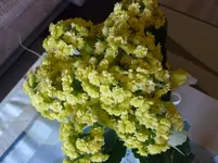 P1130014.webp