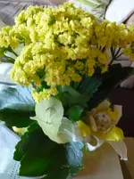 P1130015.webp