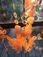 IMG_0285 Ringvorhangchaos .webp