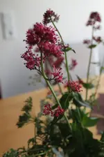roteblume.webp
