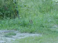 P1080671.webp