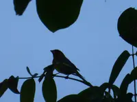 P1080729.webp