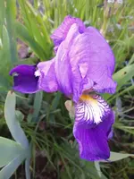 2014-05-17 Bartiris blau.webp