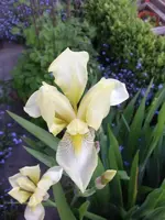 2014-05-18 Bartiris weiß.webp