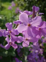 nchtvl (2).webp