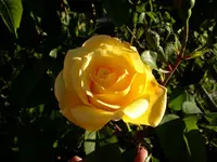 5445.webp 5445.webp