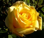 7567_013rt.webp 7567_013rt.webp