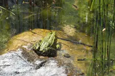 2014_0518Frühling0032.webp