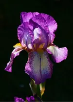 Frühlingskleid.webp