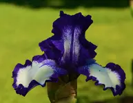 Rhonda blue.webp