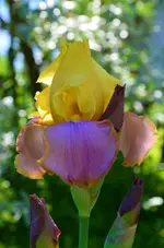 Tequilla sunrise.webp