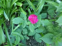 P1080715.webp