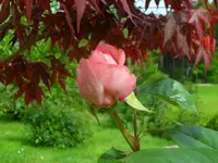SAM_4051.webp