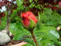 SAM_4052.webp