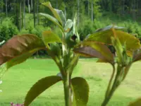 SAM_4053.webp