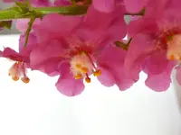 P1020600.webp