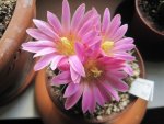 Echinocereus knippelianus 1.JPG