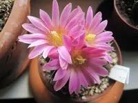 Echinocereus knippelianus 1.webp
