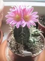 Echinocereus knippelianus 2.webp