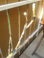 20140519_192206.webp