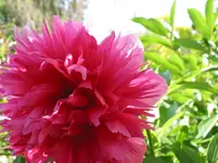 IMG_4705.webp