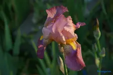 Rosa gelbe Lippe 80cm.webp
