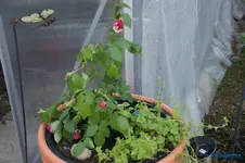 comp_DSC01386.webp
