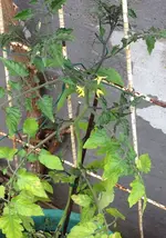 Currant sweet Pea.webp
