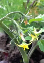 CurrantSweetPea2.webp