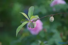comp_DSC01336.webp