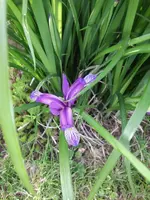 2014-05-20 Pflaumeniris.webp