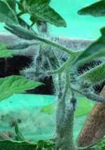 Tomatenblütenansätze.webp