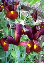 Iris.webp