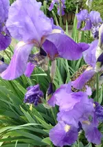 Iris2.webp