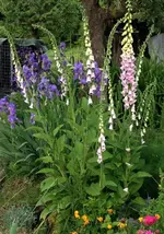 Garten2.webp