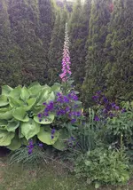 Garten4.webp