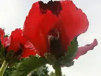 CIMG7773.webp