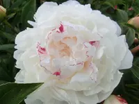 CIMG7776.webp