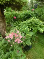 CIMG7780.webp