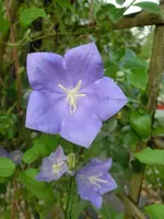 CIMG7785.webp