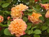 CIMG7791.webp