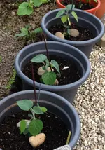 Andenbeeren.webp