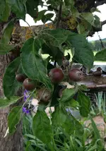Apfel.webp