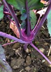 Kohlrabi 1.jpg