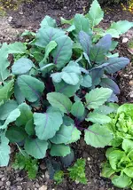 Kohlrabi2.webp