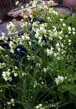 Meerrettichblüte.webp