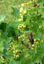 rote Johannis.webp
